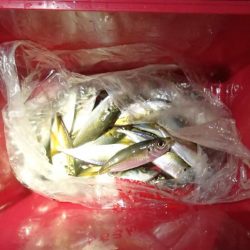 アジは快釣、タチウオは・・・