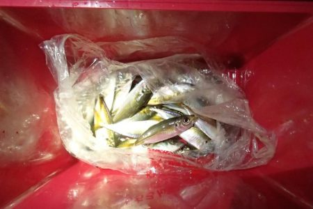アジは快釣、タチウオは・・・