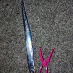 ポーアイ沖堤防にて