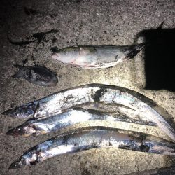 沖にはいません