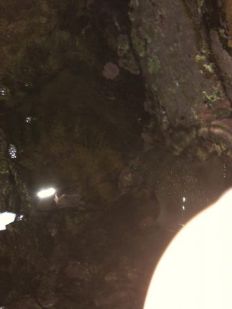 ショアジギング