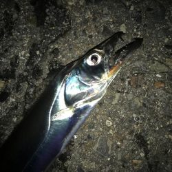 タチウオとサバ交互に