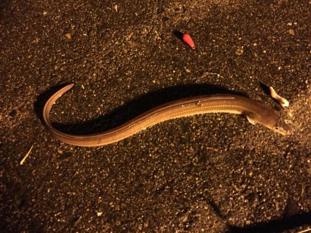 タチウオ不発も