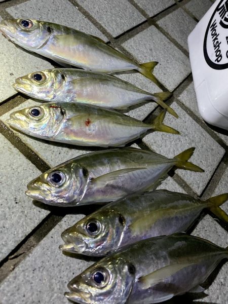 癒しの夜景アジング