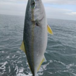 青物含め4目ヒット