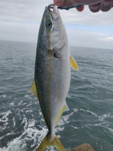 青物含め4目ヒット