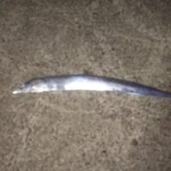 タチウオやっと数釣れた！