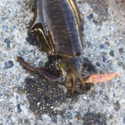 少しずつサイズアップ