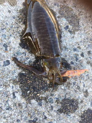 少しずつサイズアップ