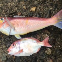 知り合いの船でアマダイ狙い！