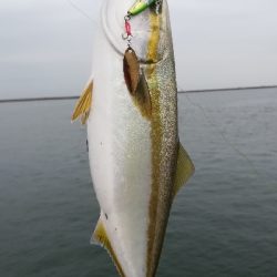 ライトショアジギング