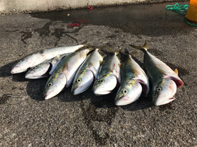 ハマチ釣果
