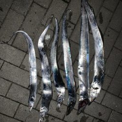 ドラゴンサイズが毎回釣れる