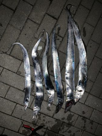 ドラゴンサイズが毎回釣れる