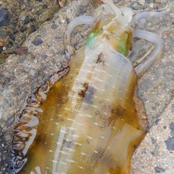 新しい相棒に墨つけ~⤴