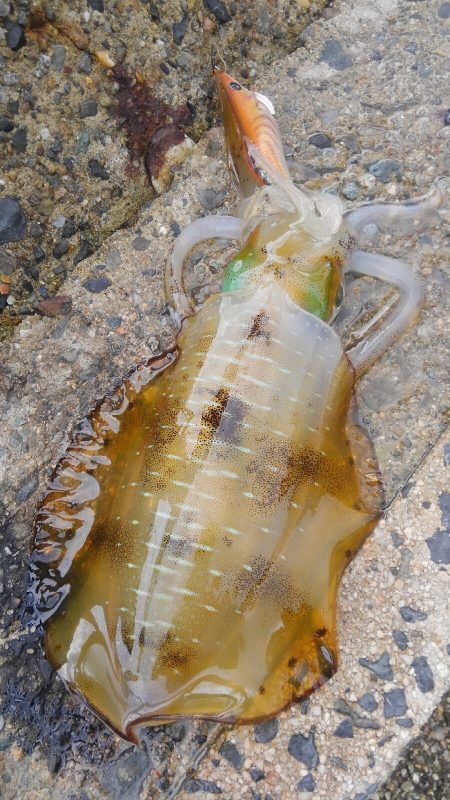 新しい相棒に墨つけ～⤴