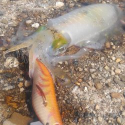 アオリがいません?