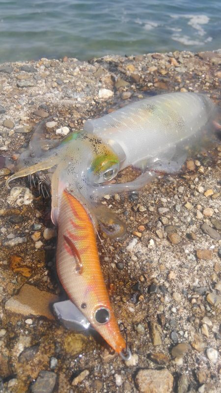 アオリがいません？