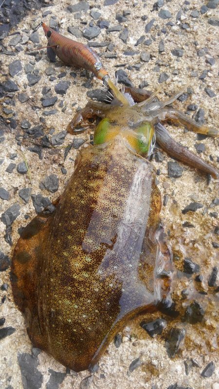 台風後、ポイント限られて～