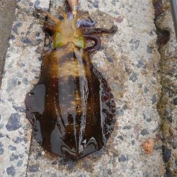 やっと300g アップ上がりました