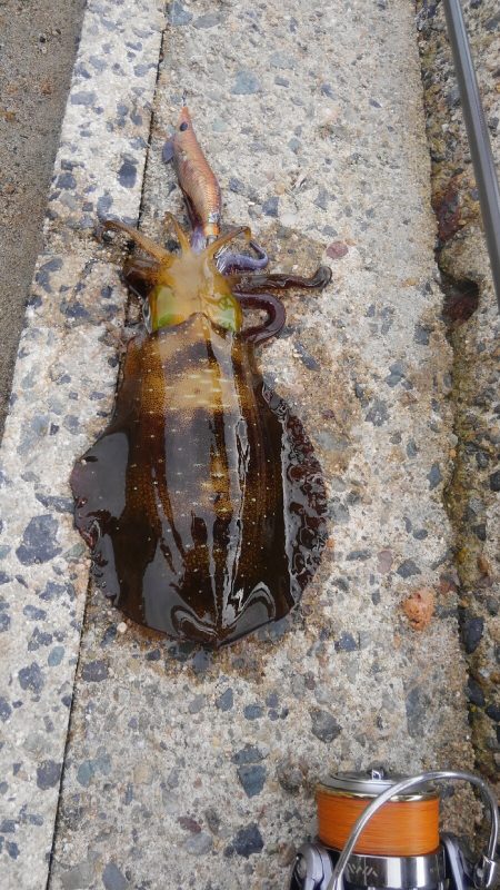 やっと300g アップ上がりました