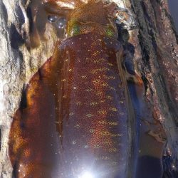 ヒットセンサー的中