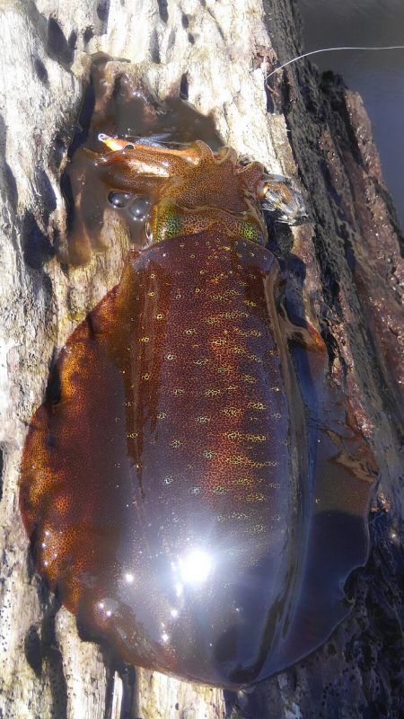 ヒットセンサー的中