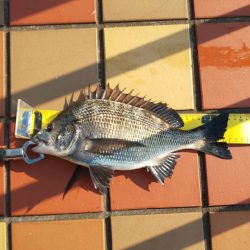 澄みっ澄み！！辰巳橋で