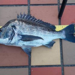 久々40UP　~辰巳橋~