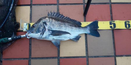 久々40UP　~辰巳橋~