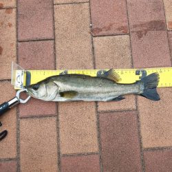 辰巳橋　短時間釣行