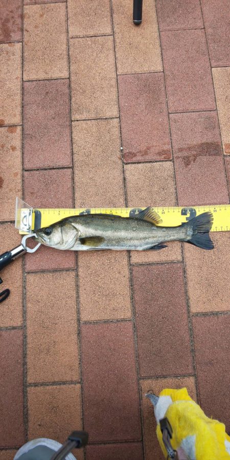 辰巳橋　短時間釣行