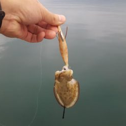 台風前陸っぱりエギング