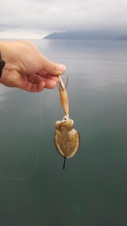 台風前陸っぱりエギング