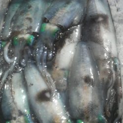 増税スタート　アオリイカは増えず・・・