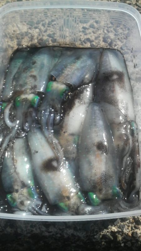 増税スタート　アオリイカは増えず・・・