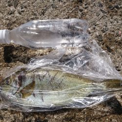 初めての小浦漁港でフカセ釣り