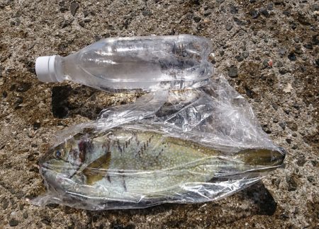 初めての小浦漁港でフカセ釣り