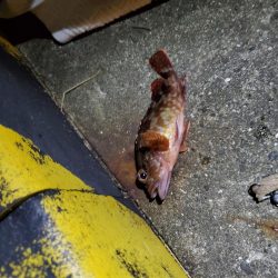 アナゴのフェスティバル