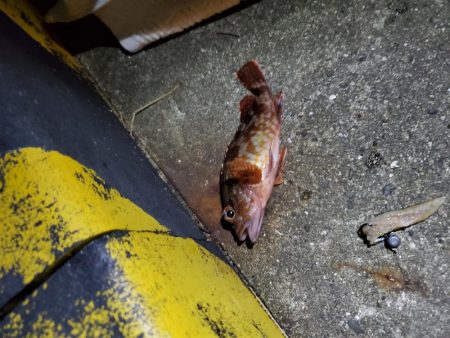 アナゴのフェスティバル