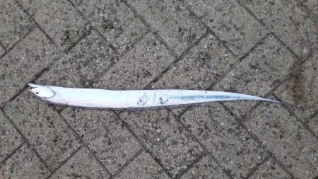 タチウオ人気ありすぎやわ