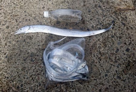 オキアミフカセで太刀魚祭り