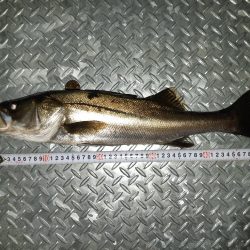 朝ﾏﾂﾞﾒのﾎﾞｲﾙに投入