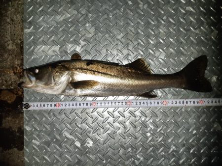 朝ﾏﾂﾞﾒのﾎﾞｲﾙに投入