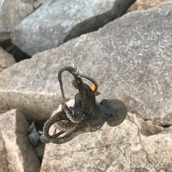 姫路イイダコ(2019-1)