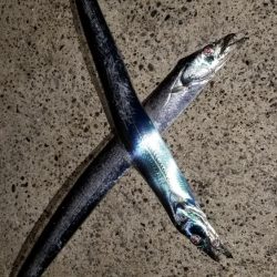 短時間　太刀魚