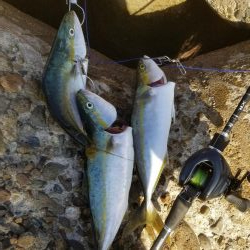 秋だ!祭りだ!青物フィーバー!