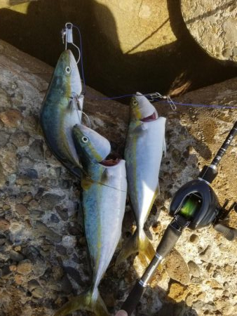 秋だ！祭りだ！青物フィーバー！