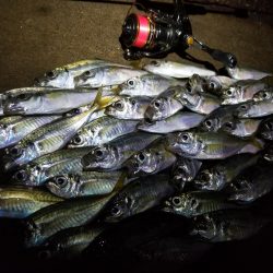 秋の夜長はアジングで♪