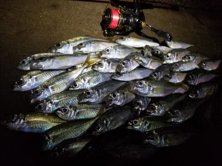 秋の夜長はアジングで♪